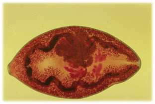 Paragonismus
